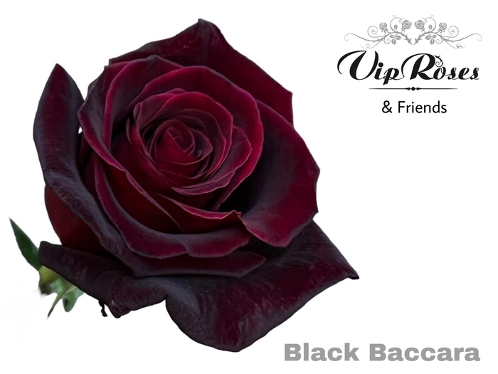 R GR BLACK BACCARA