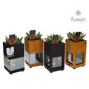 Houten LED planter met vlam met Echeveria