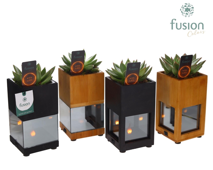 <h4>Houten LED planter met vlam met Echeveria</h4>