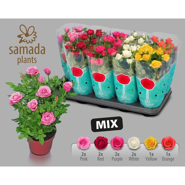 <h4>RO SAMADAPL GEM 6 SR</h4>