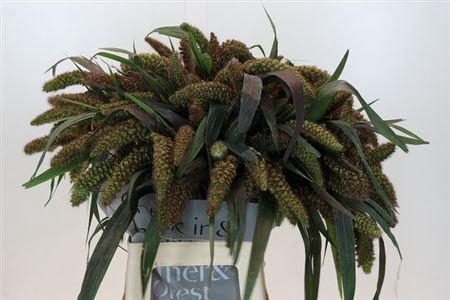 <h4>Siergras Setaria It Red Jewel</h4>