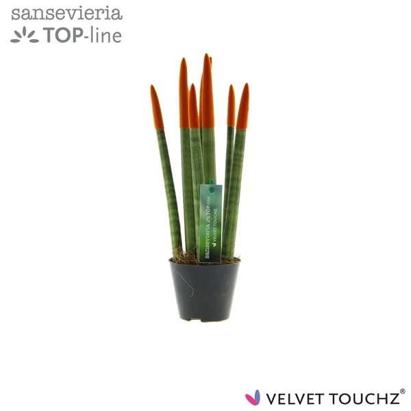 <h4>Sansevieria VELVET TOUCHZ® Oranje</h4>