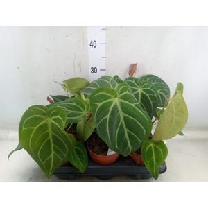 Anthurium   ...
