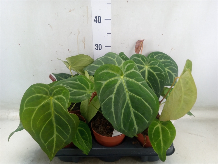 <h4>Anthurium   ...</h4>