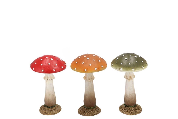 <h4>Wonderland Mushroom Scottisch Spice Amanita Ass 11x11x18cm</h4>