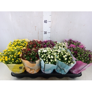 Chrysanthemum  'Milkshake'  ...mix