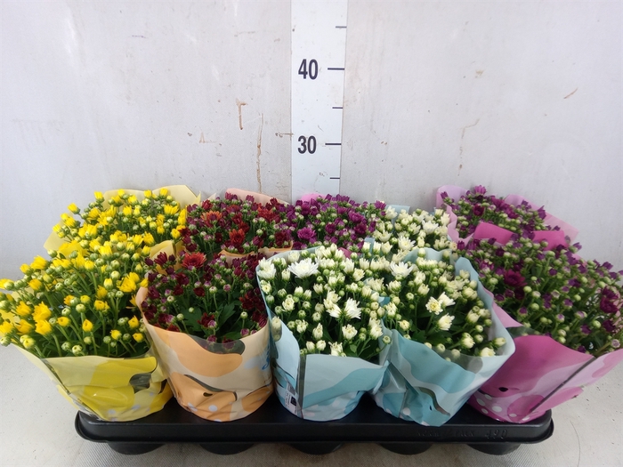 <h4>Chrysanthemum  'Milkshake'  ...mix</h4>