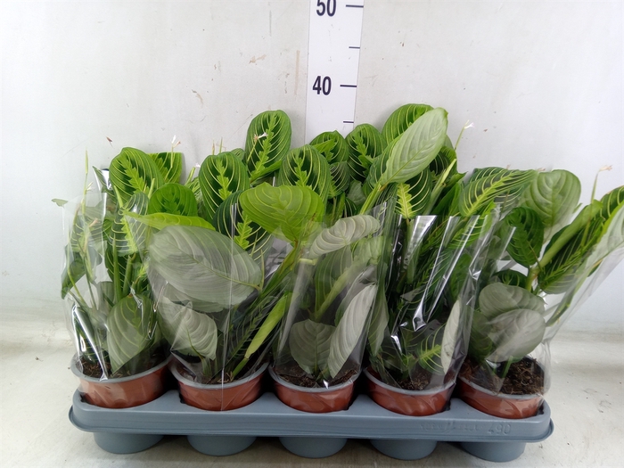 <h4>Maranta leuc. 'Lemon'</h4>
