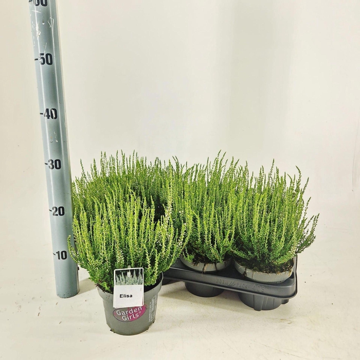 <h4>Calluna Garden Girls</h4>