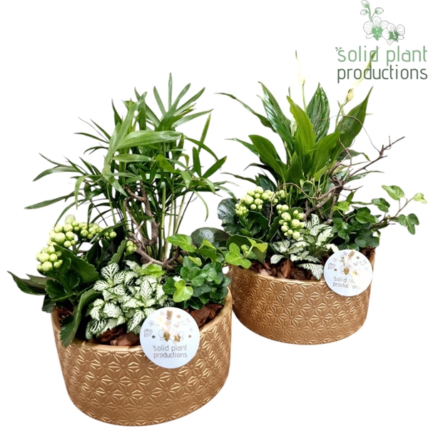 SC003 Loes Gold Mix