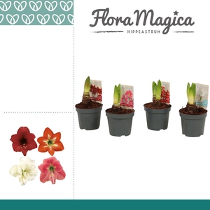 Amaryllis Kolibri Mix 1 Knop