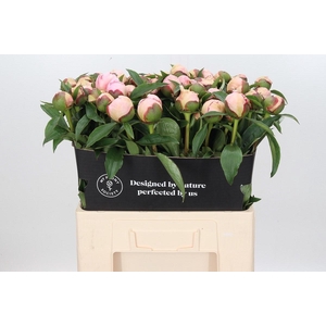 Paeonia Fairy's Petticoat