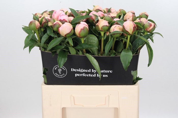 <h4>Paeonia Fairy's Petticoat</h4>