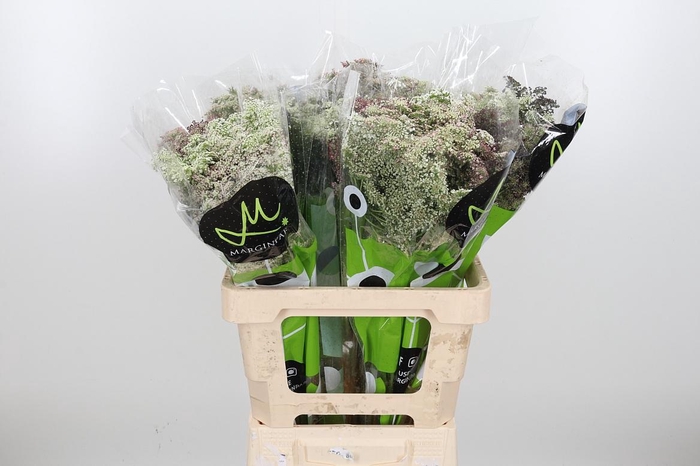 <h4>Daucus Carota</h4>