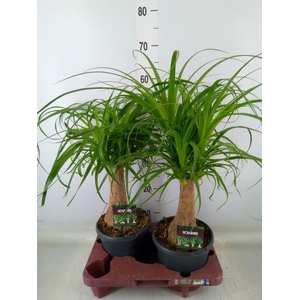 Beaucarnea recurvata