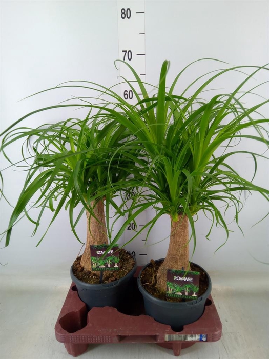 <h4>Beaucarnea recurvata</h4>