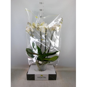 Phalaenopsis   ...white
