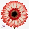 Gerbera aquabox sorbet