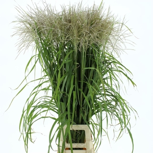 Miscanthus White