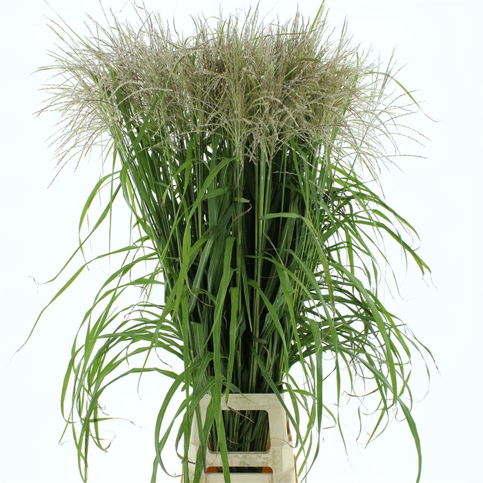 <h4>Miscanthus White</h4>