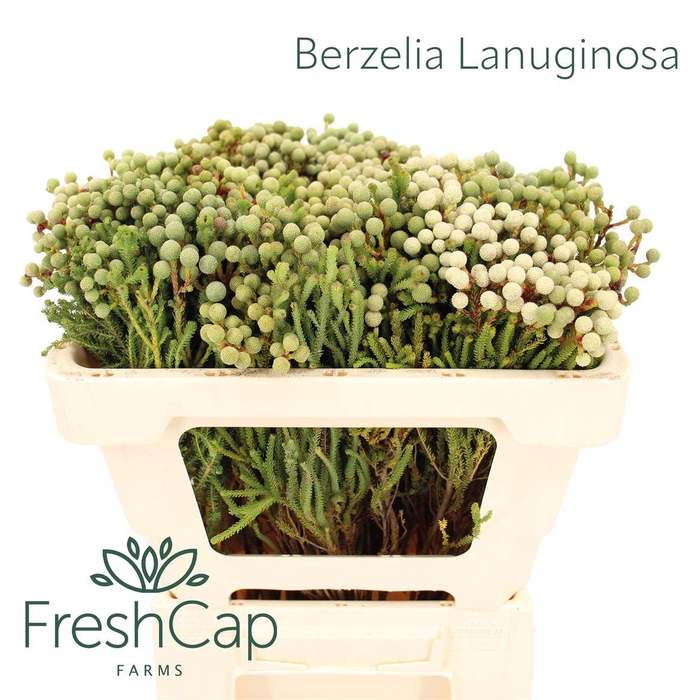 <h4>Berzelia Lanuginosa</h4>