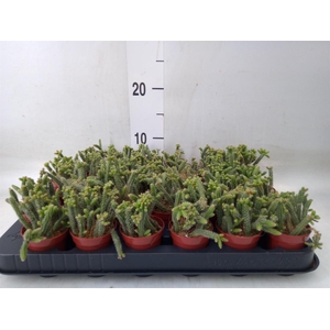 Rhipsalis baccifera subsp. horrida