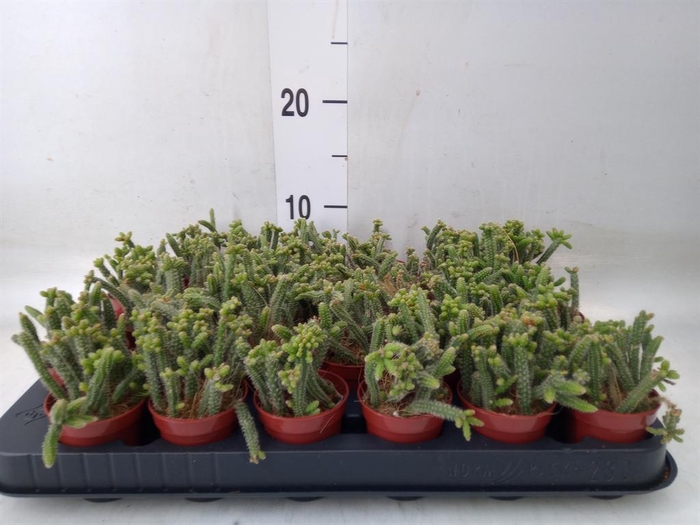 <h4>Rhipsalis baccifera subsp. horrida</h4>