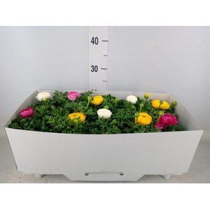 Ranunculus  'Sprinkles'