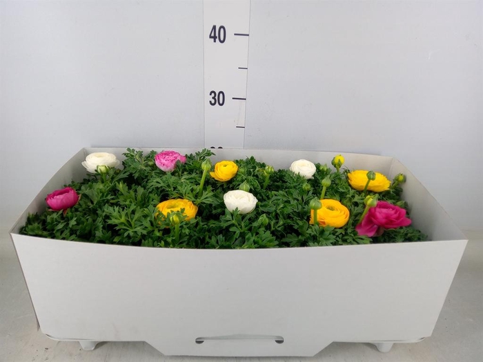 <h4>Ranunculus  'Sprinkles'</h4>