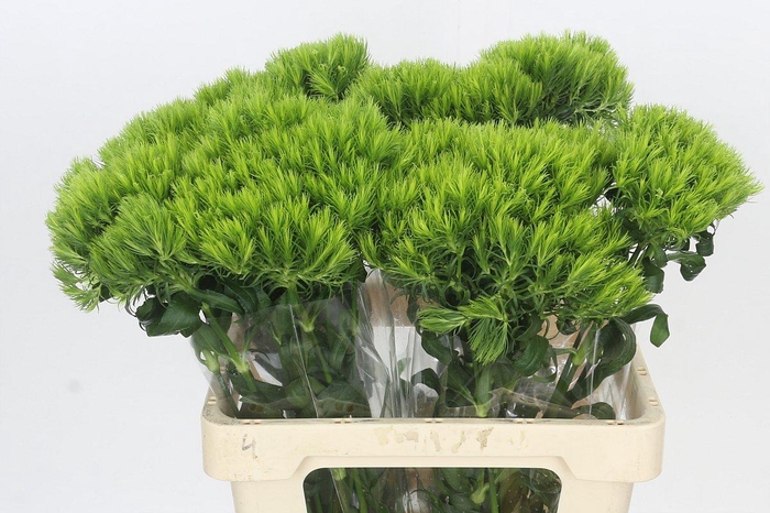 Dianthus Br Kiwi Mellow