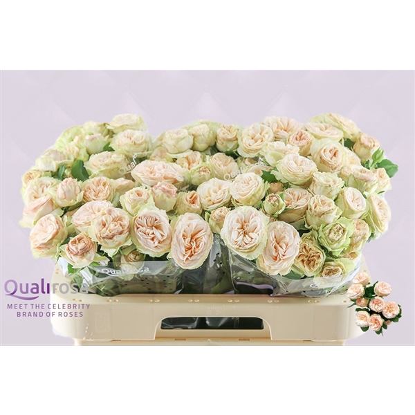 <h4>R Tr Gentle Trendsetter</h4>