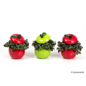 CALLISIA REPENS p 6 appel