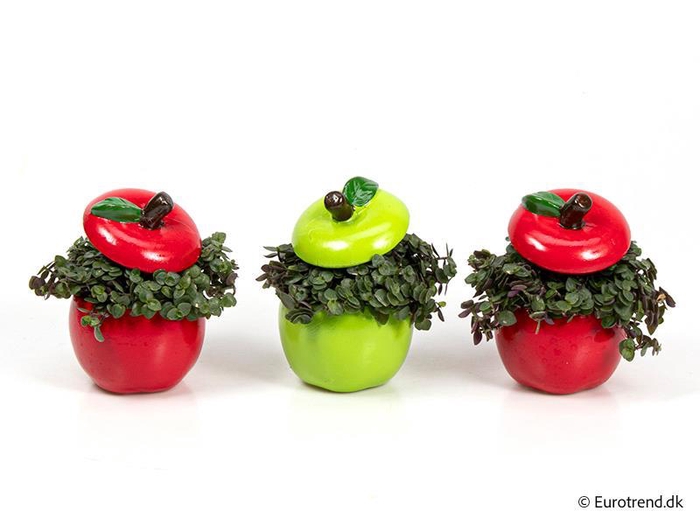 <h4>CALLISIA REPENS p 6 appel</h4>