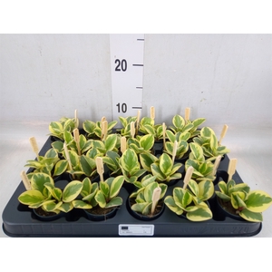 Peperomia obt. 'Obtipan Bicolor'
