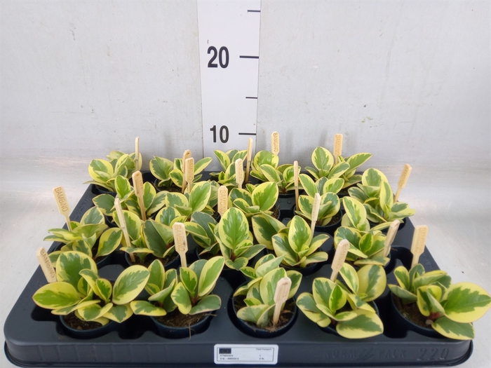 <h4>Peperomia obt. 'Obtipan Bicolor'</h4>