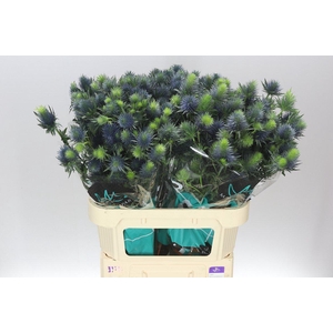 Eryngium Supernova Ex