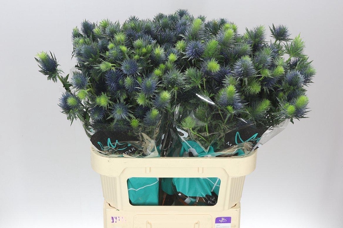 <h4>Eryngium Supernova Ex</h4>