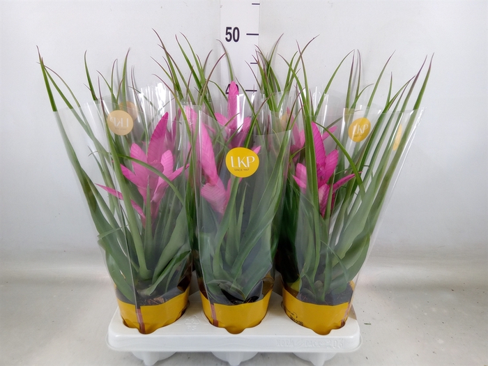 <h4>Tillandsia  'Antonio'</h4>