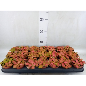 Fittonia   ...