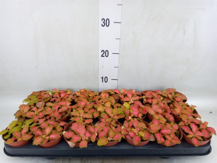 <h4>Fittonia   ...</h4>