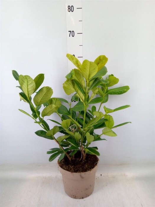 <h4>Prunus lauroc. 'Rotundifolia'</h4>