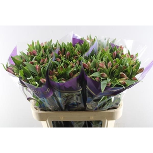 Alstr Bubblicious (d.rose)