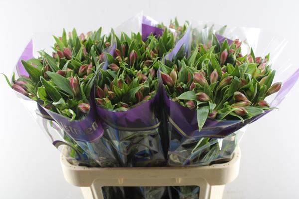 <h4>Alstr Bubblicious (d.rose)</h4>