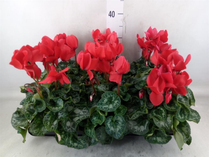 <h4>Cyclamen GR 'Halios'</h4>