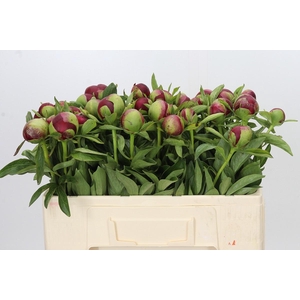 Paeonia Red Charm