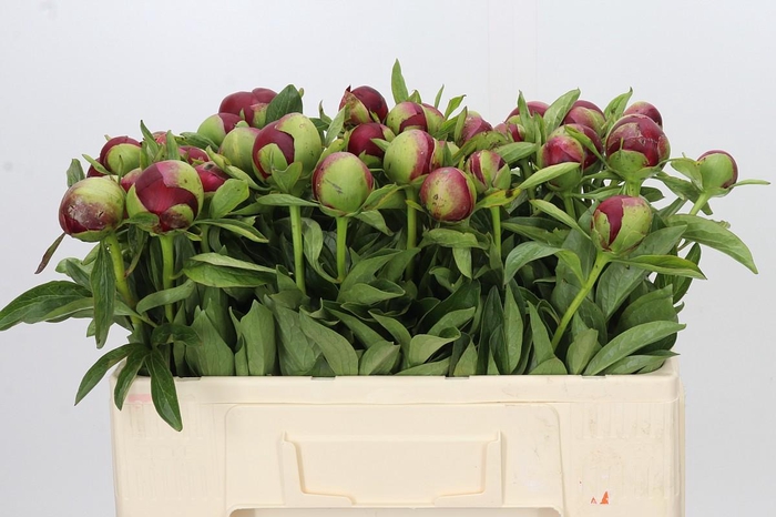 <h4>Paeonia Red Charm</h4>