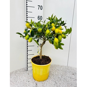 Citrus floridana Limon stem (s2)