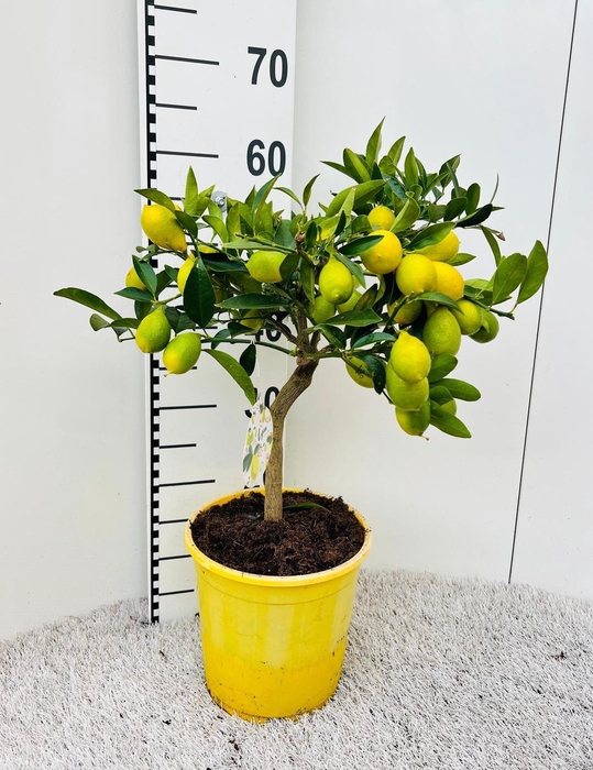 <h4>Citrus floridana Limon stem (s2)</h4>