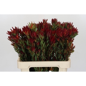 Leucadendron Blush Spray
