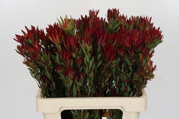 Leucadendron Blush Spray